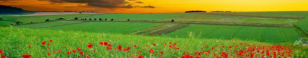 nature55.JPG